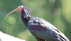 Close up of a Northern Bald Ibis